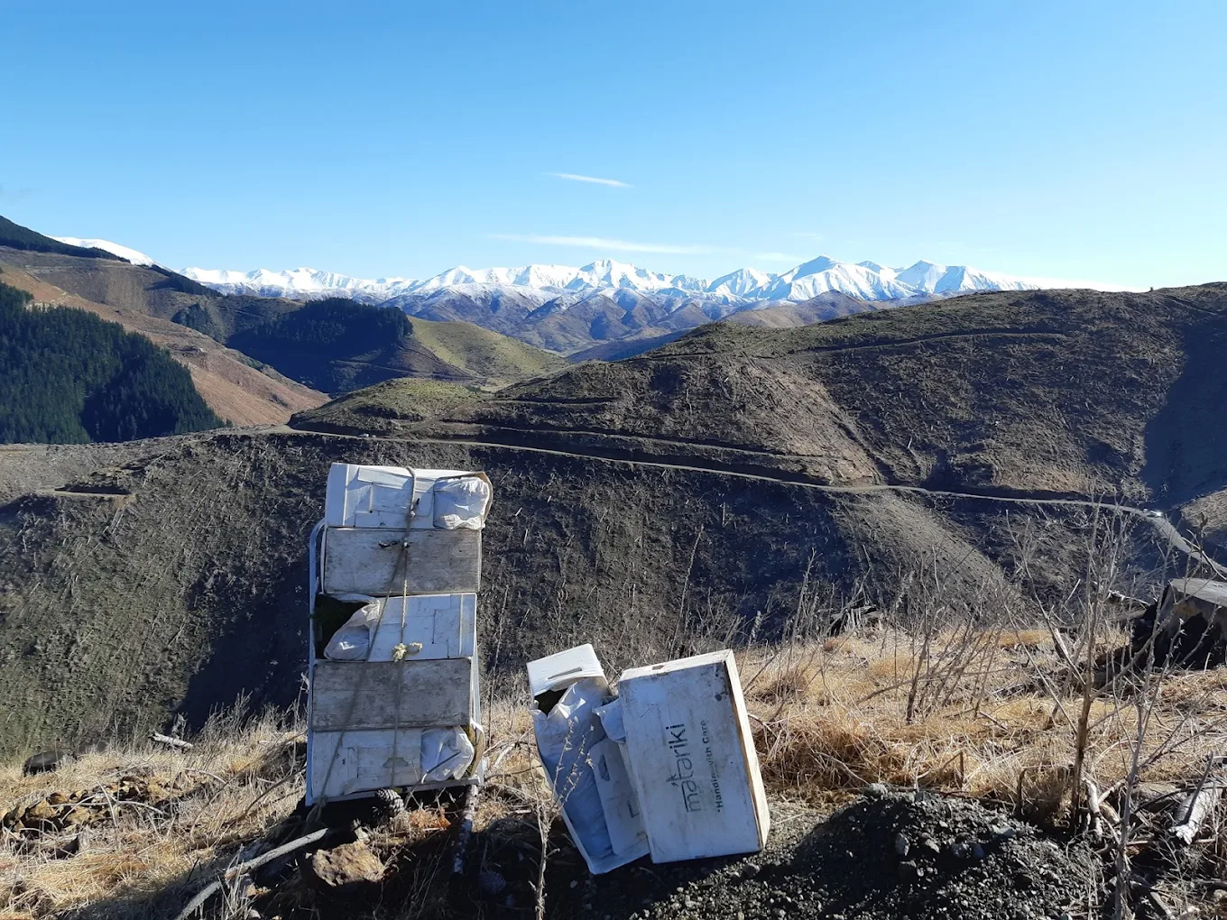 Makerikeri Silviculture field work